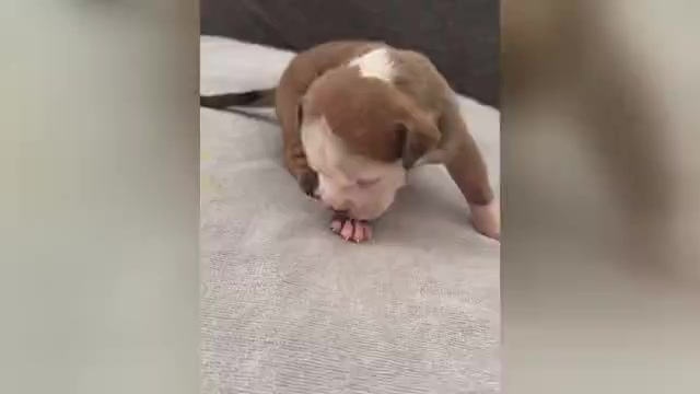 Video preview image #4 Olde English Bulldogge Puppy For Sale in BRENTWOOD, CA, USA