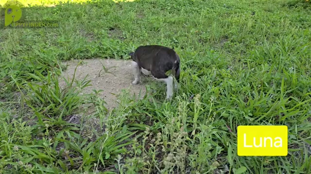 Video preview image #1 Boston Terrier Puppy For Sale in BROOKSVILLE, FL, USA
