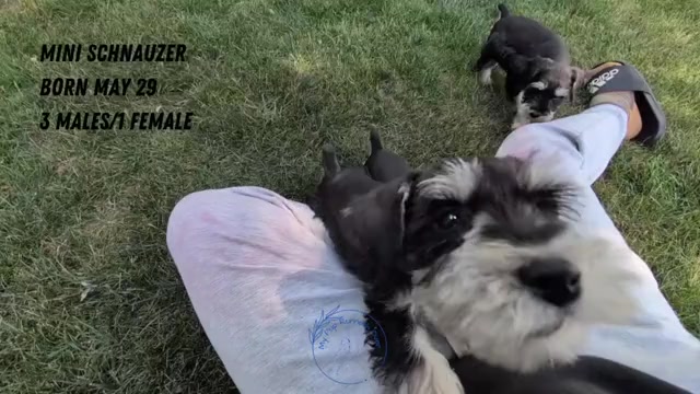Video preview image #9 Schnauzer (Miniature) Puppy For Sale in GOSHEN, IN, USA