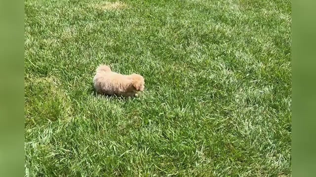 Video preview image #1 Maltipoo Puppy For Sale in WARSAW, IN, USA