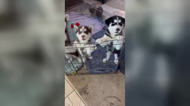 Video preview image #1 Siberian Husky Puppy For Sale in RIALTO, CA, USA