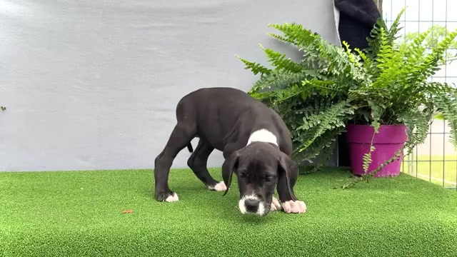 Video preview image #8 Great Dane Puppy For Sale in WAKARUSA, IN, USA