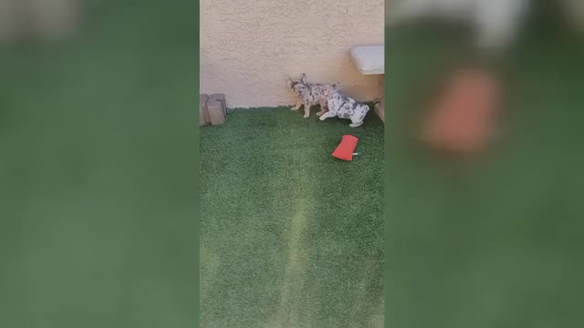 Video preview image #1 French Bulldog Puppy For Sale in LAS VEGAS, NV, USA