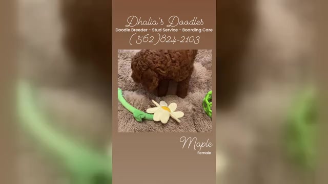 Video preview image #8 Goldendoodle Puppy For Sale in BREA, CA, USA