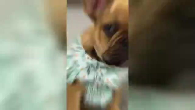 Video preview image #3 French Bulldog Puppy For Sale in TEMPLE, TX, USA