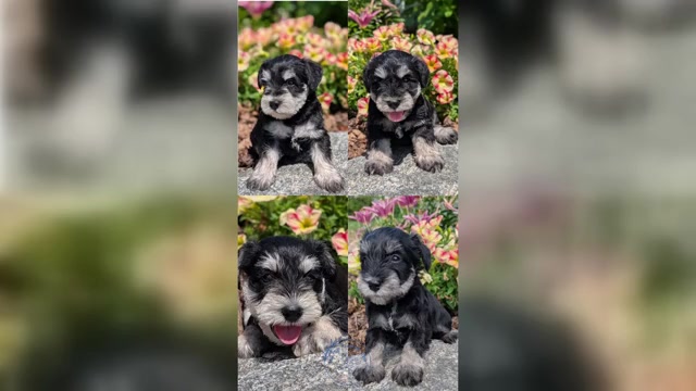 Video preview image #1 Schnauzer (Miniature) Puppy For Sale in GOSHEN, IN, USA