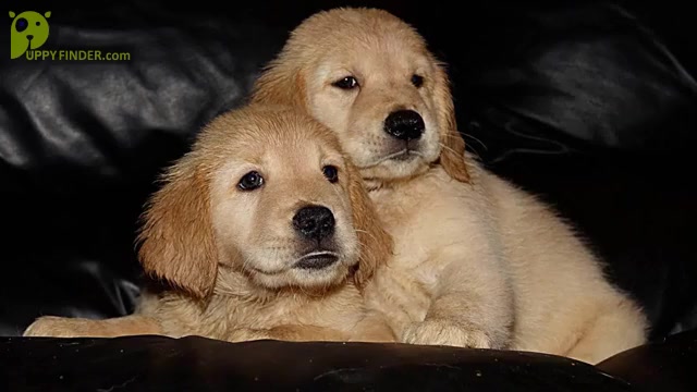 Video preview image #2 Golden Retriever Puppy For Sale in PORT SAINT LUCIE, FL, USA