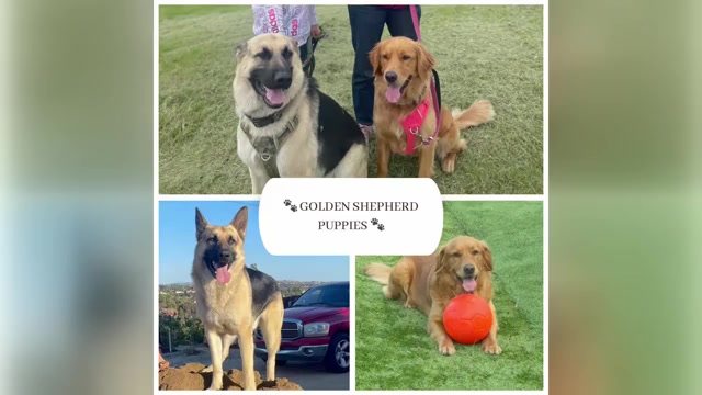Video preview image #1 Golden Shepherd Puppy For Sale in OCEANSIDE, CA, USA