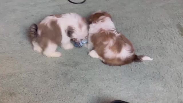 Video preview image #3 Shih Tzu Puppy For Sale in VENETA, OR, USA