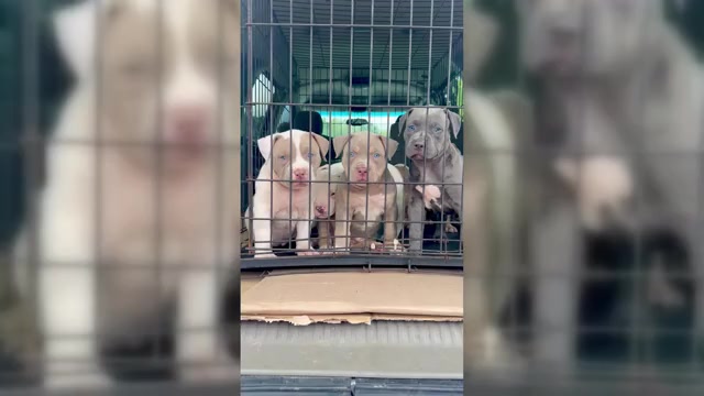 Video preview image #6 American Bully Puppy For Sale in BEULAVILLE, NC, USA
