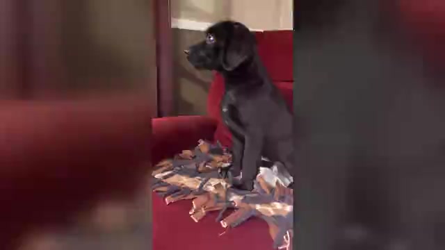 Video preview image #1 Labrador Retriever Puppy For Sale in SPOTSYLVANIA, VA, USA