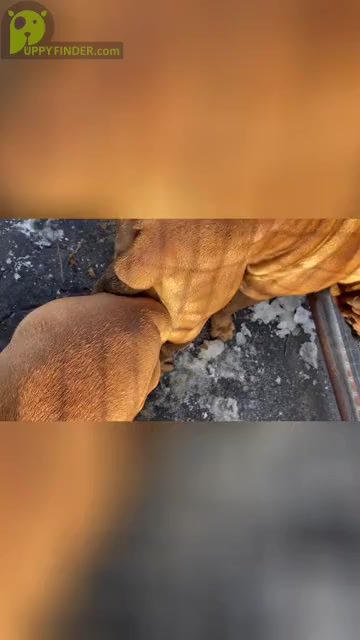 Video preview image #2  Breeder Profile in HUGHESVILLE, MD, USA