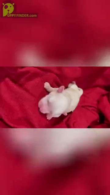 Video preview image #4 Maltese Puppy For Sale in HAYWARD, CA, USA