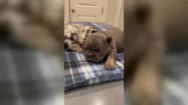 Video preview image #1 French Bulldog Puppy For Sale in ATLANTA, GA, USA