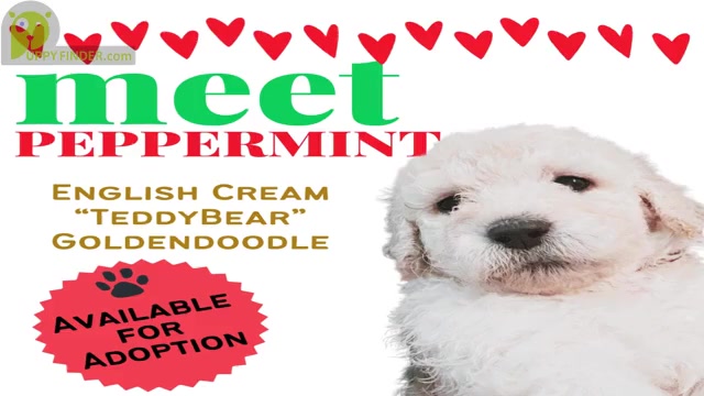 Video preview image #10  Breeder Profile in BROOMFIELD, CO, USA