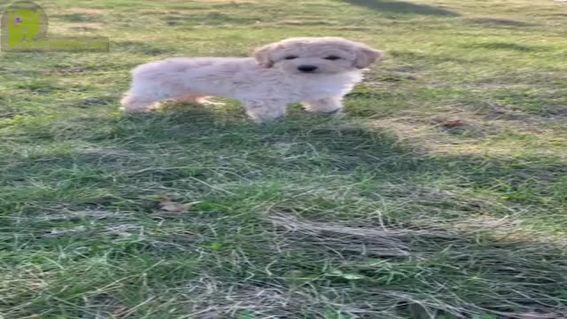 Video preview image #23 Goldendoodle-Poodle (Miniature) Mix Puppy For Sale in WARSAW, IN, USA