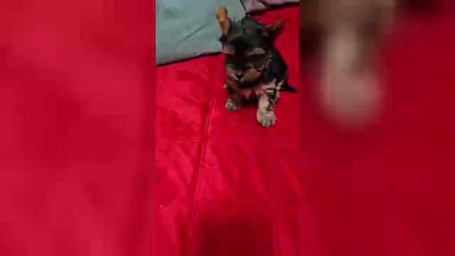 Video preview image #1 Yorkshire Terrier Puppy For Sale in CONKLIN, NY, USA