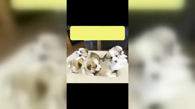 Video preview image #1 Pembroke Welsh Corgi Puppy For Sale in GRAND RAPIDS, MI, USA