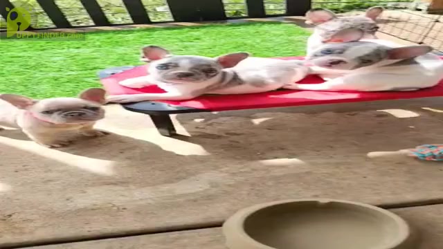 Video preview image #2 French Bulldog Puppy For Sale in EXETER, CA, USA
