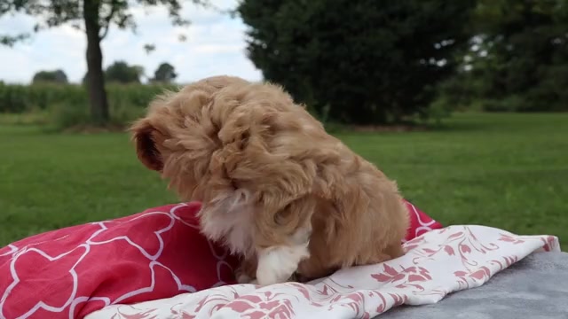Video preview image #4 ShihPoo Puppy For Sale in THORP, WI, USA