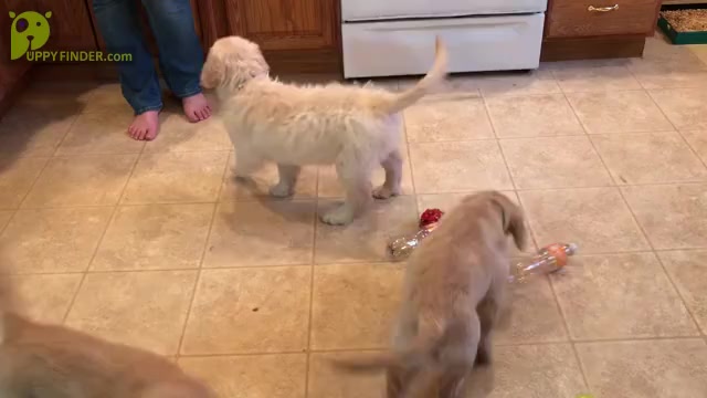 Video preview image #1 Golden Retriever Puppy For Sale in WEBSTER CITY, IA, USA