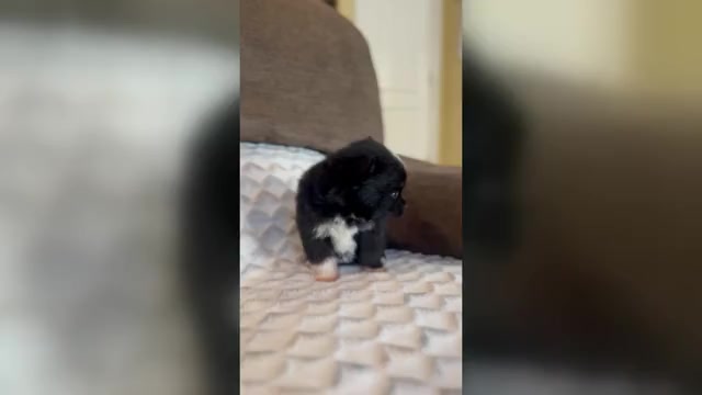 Video preview image #1 Pomsky Puppy For Sale in DRACUT, MA, USA