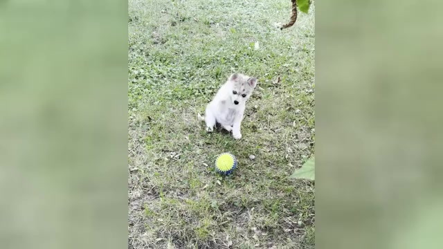 Video preview image #5 Alaskan Klee Kai-Pomsky Mix Puppy For Sale in STAPLES, MN, USA