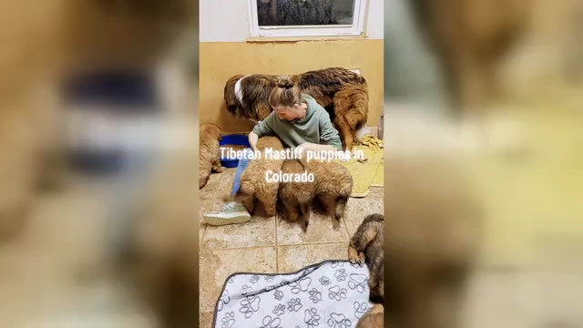 Video preview image #1 Tibetan Mastiff Puppy For Sale in MONUMENT, CO, USA