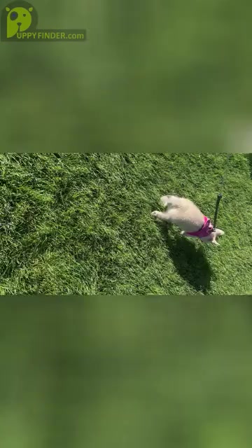 Video preview image #7 Pomsky Puppy For Sale in LOVELAND, CO, USA