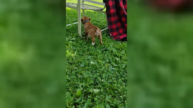 Video preview image #2 Boxer Puppy For Sale in PORT ROYAL, PA, USA
