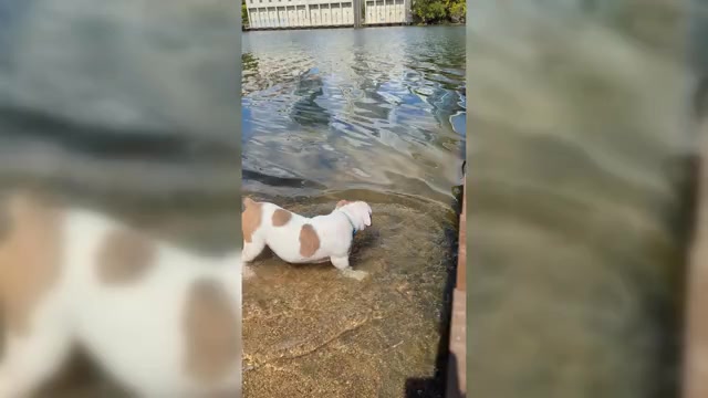 Video preview image #2 Olde English Bulldogge Puppy For Sale in AUSTIN, TX, USA