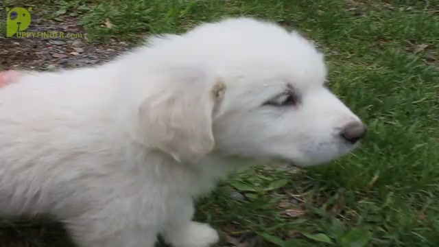Video preview image #2 Great Pyrenees Puppy For Sale in BROOKSTON, MN, USA