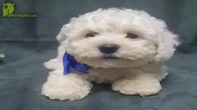 Video preview image #2 Bichon Frise Puppy For Sale in BREMEN, GA, USA