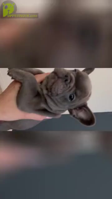Video preview image #2  Breeder Profile in FONTANA, CA, USA