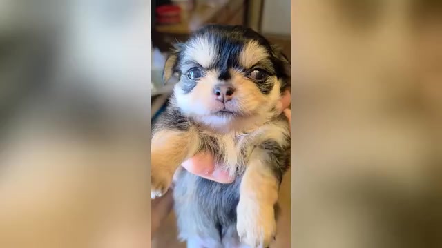 Video preview image #1 Chihuahua Puppy For Sale in SAINT MARYS, GA, USA