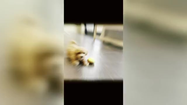 Video preview image #13 Maltipoo Puppy For Sale in WARSAW, IN, USA