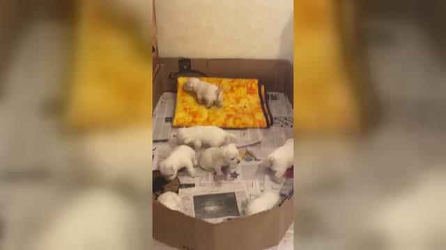 Video preview image #1 West Highland White Terrier Puppy For Sale in FILLMORE, CA, USA