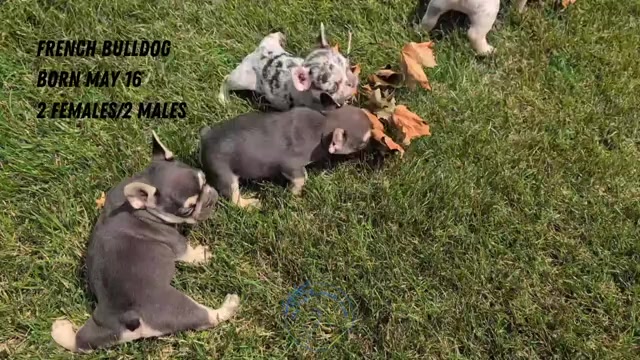 Video preview image #5 French Bulldog Puppy For Sale in GOSHEN, IN, USA