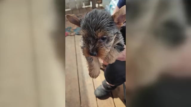 Video preview image #1 Yorkshire Terrier Puppy For Sale in CONKLIN, NY, USA