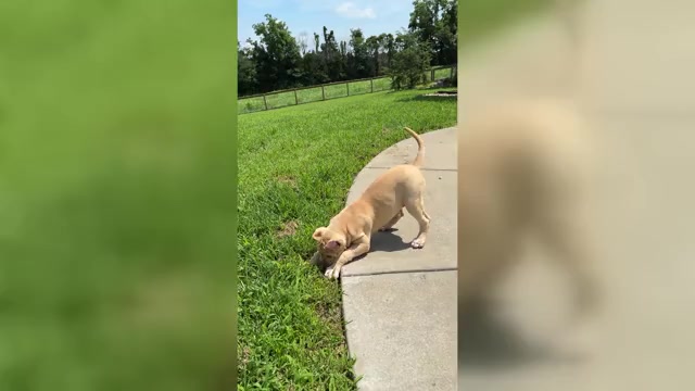 Video preview image #1 American Bully Puppy For Sale in FRANKLIN, KY, USA