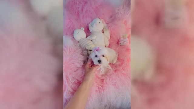Video preview image #3 Maltese Puppy For Sale in FORT LAUDERDALE, FL, USA