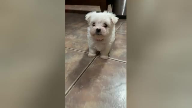 Video preview image #2 Cirneco Dell' Etna Puppy For Sale in WATERBURY, CT, USA