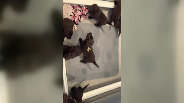 Video preview image #1 Flat Coated Retriever Puppy For Sale in LAHAINA, HI, USA
