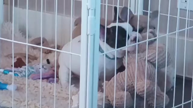 Video preview image #1  Breeder Profile in MOSS BEACH, CA, USA
