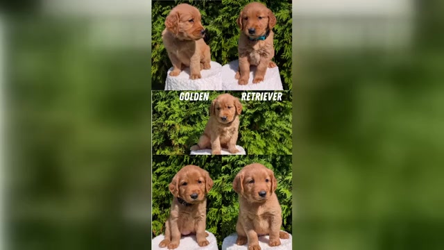 Video preview image #1 Golden Retriever Puppy For Sale in GOSHEN, IN, USA