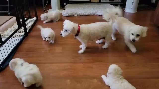 Video preview image #1 Maltipoo Puppy For Sale in SACRAMENTO, CA, USA