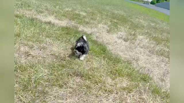 Video preview image #1 Maltipoo Puppy For Sale in WARSAW, IN, USA