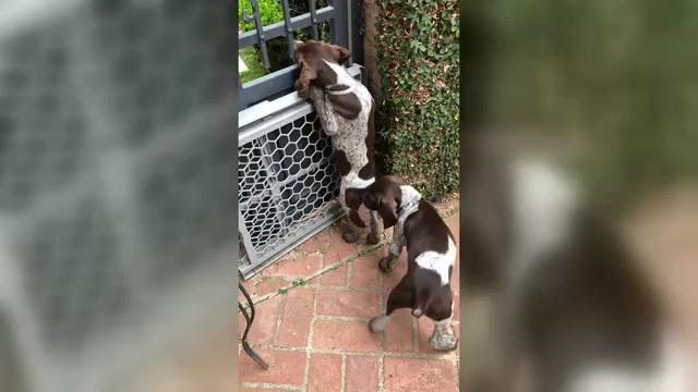 Video preview image #2 German Shorthaired Pointer Puppy For Sale in SAN DIEGO, CA, USA