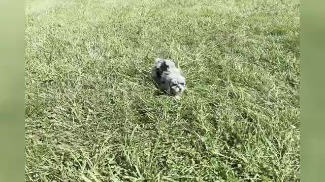 Video preview image #1 Poodle (Toy) Puppy For Sale in WARSAW, IN, USA