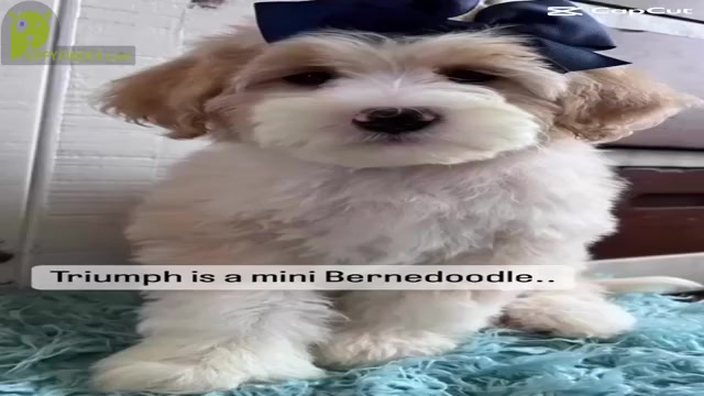 Video preview image #2 Bernedoodle (Miniature) Puppy For Sale in LEWISVILLE, NC, USA